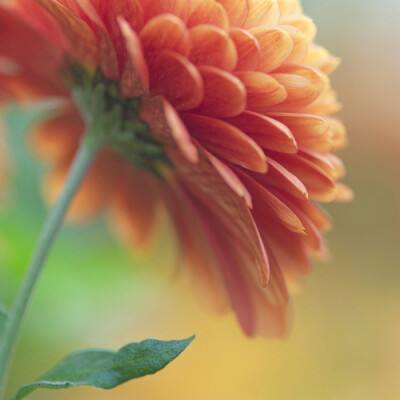 网易彩票最新版下载app截图